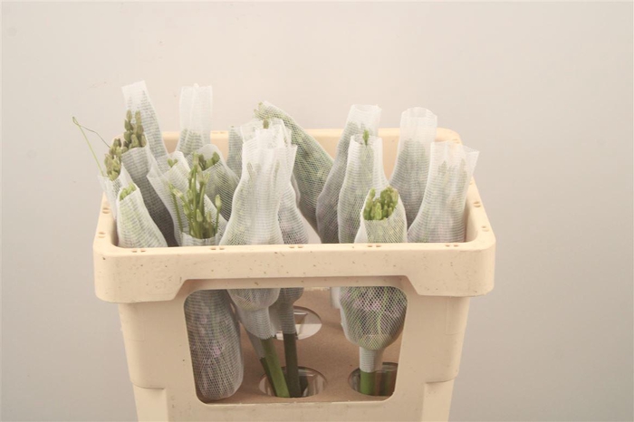 <h4>Allium Schubertii</h4>