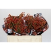 Rozenbottel Autumn Rosefruits