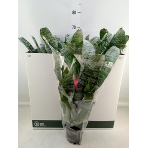 Aechmea fasciata 'Primera'