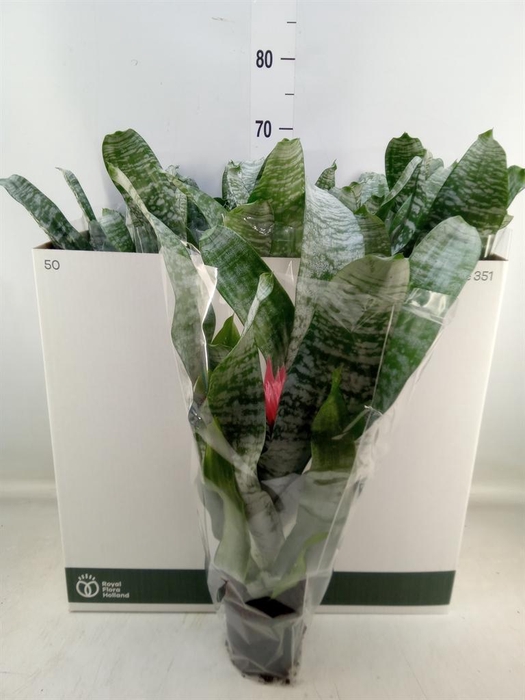 <h4>Aechmea fasciata 'Primera'</h4>