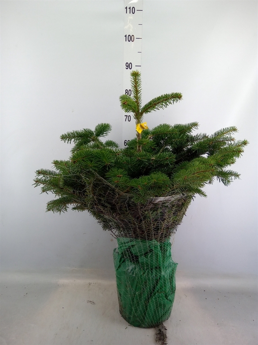 <h4>Abies nordman.</h4>