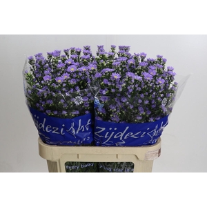 Aster Cassandra