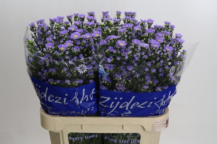 Aster Cassandra