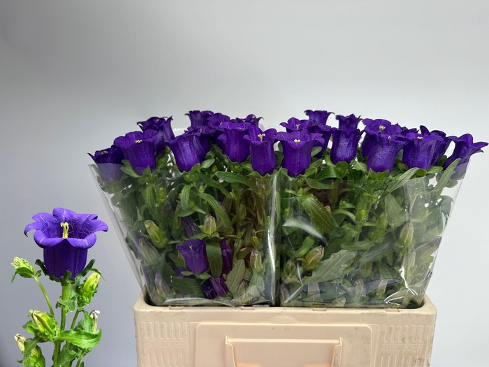 <h4>Camp M Cam Deep Blue</h4>