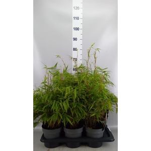Fargesia rufa