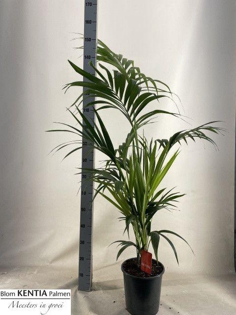 <h4>HOWEA FORSTERIANA</h4>