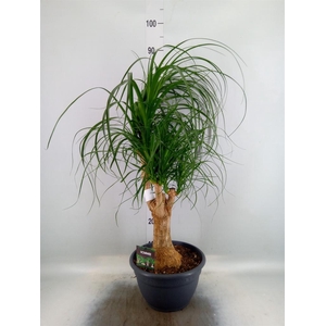 Beaucarnea recurvata