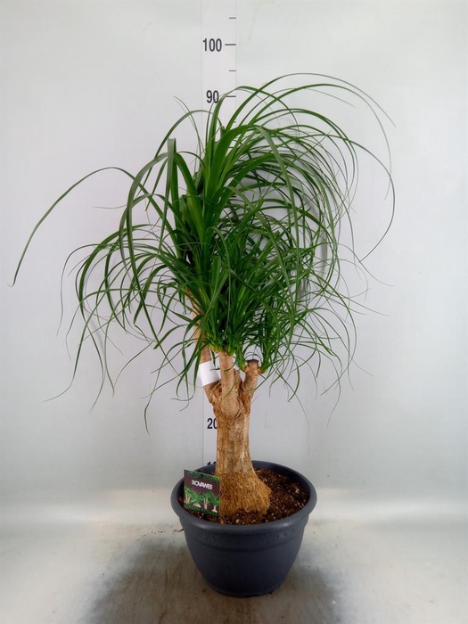 <h4>Beaucarnea recurvata</h4>