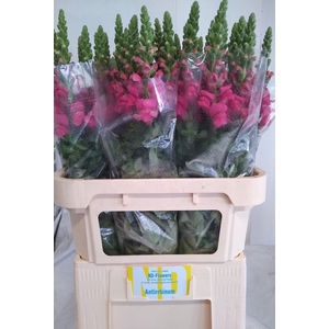 ANTIR AVIGNON ROSE