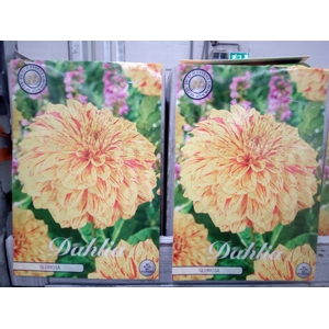 Dahlia   ...flowerbulbs