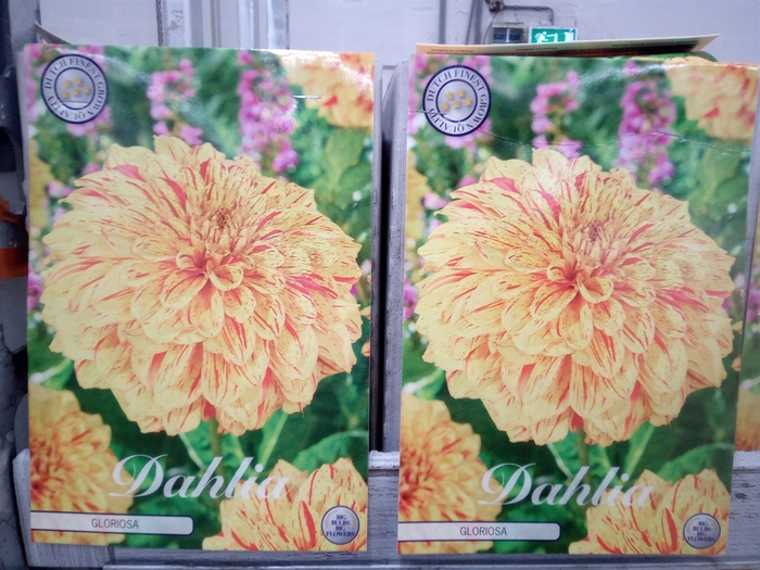 <h4>Dahlia   ...flowerbulbs</h4>