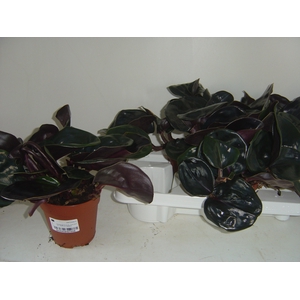 GEOGENA C MIDN PEARL