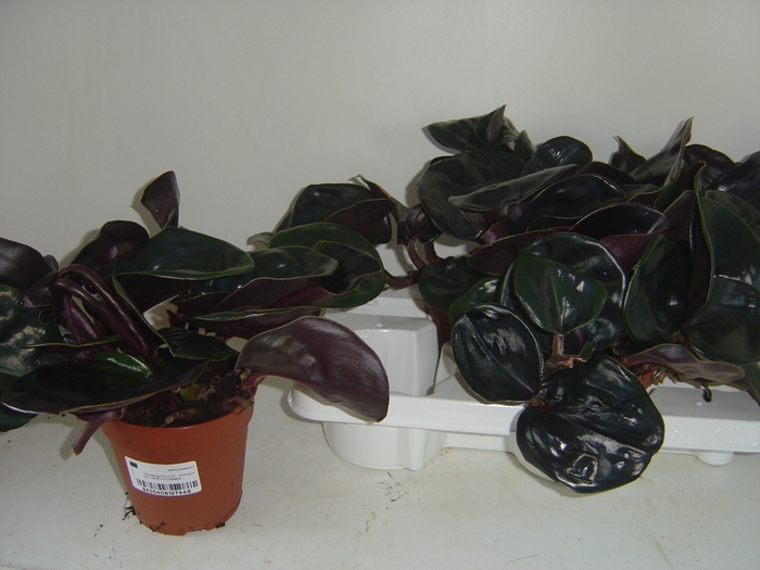 <h4>GEOGENA C MIDN PEARL</h4>