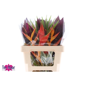HELICONIA BOEKET