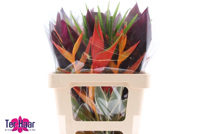<h4>HELICONIA BOEKET</h4>