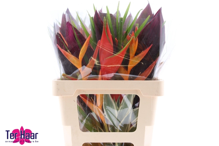 <h4>HELICONIA BOEKET</h4>
