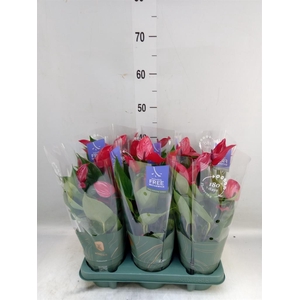 Anthurium  'Banderola Lava'