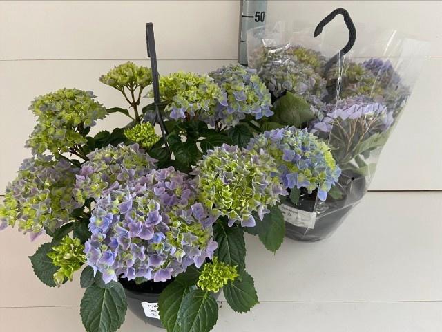 <h4>HYDR M HI RIVER</h4>