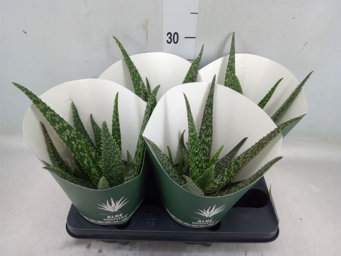 <h4>Aloe  'Tropical'</h4>