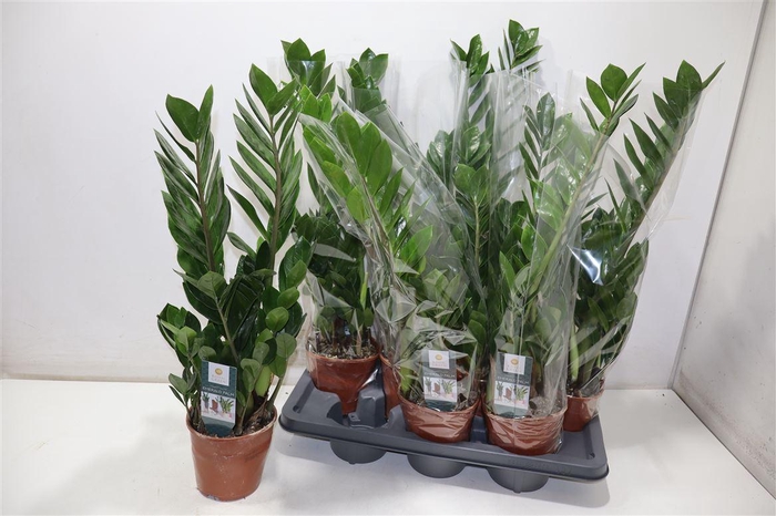 <h4>Zamio Zamiifolia</h4>