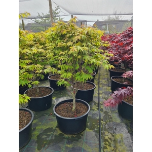 Acer palmatum Osakazuki