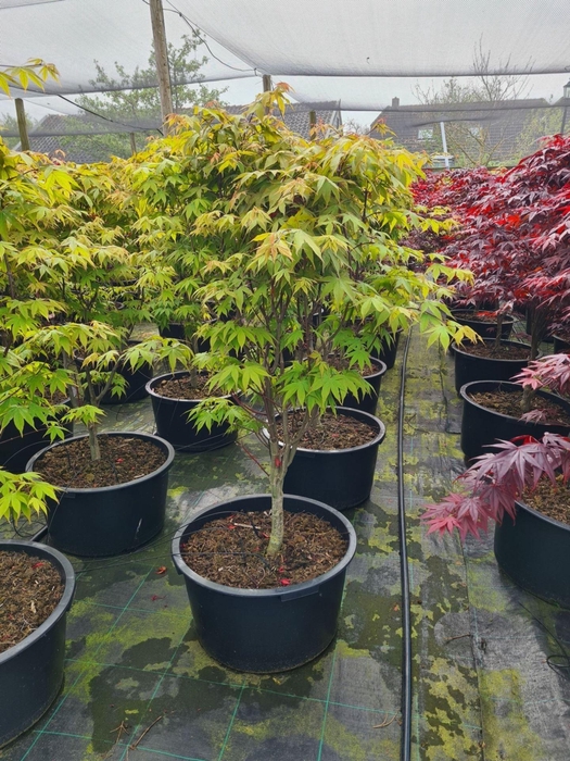 Acer palmatum Osakazuki