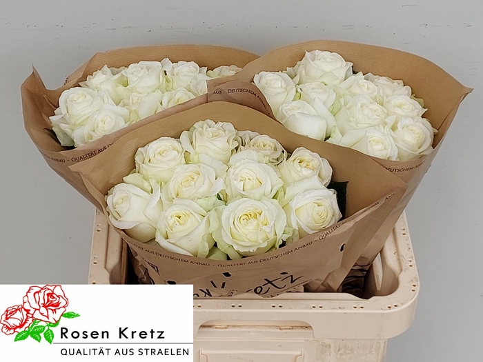 <h4>R GR LADY LINDSEY+</h4>