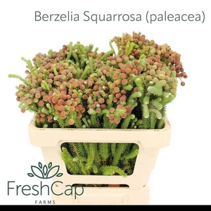 BERZ SQUARROSA