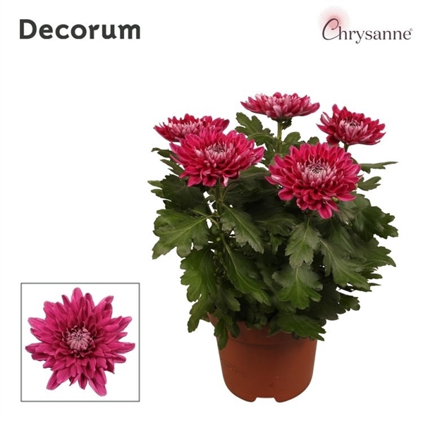 <h4>Chrysanthemum (Indicum Grp) Supernova Purple</h4>