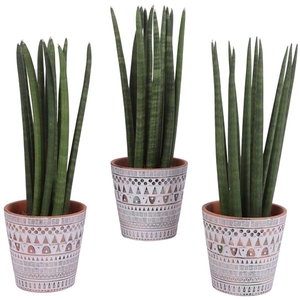 Sansevieria Cylindrica Straight 10 Leaf Ø14cm Ceramic Pot Inca