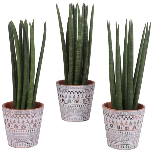 <h4>Sansevieria Cylindrica Straight 10 Leaf Ø14cm Ceramic Pot Inca</h4>