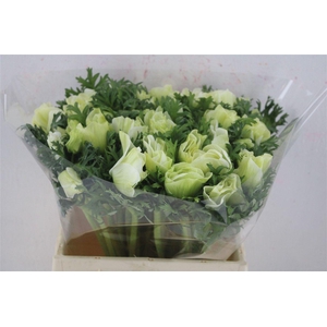 Anem Mistral Super White