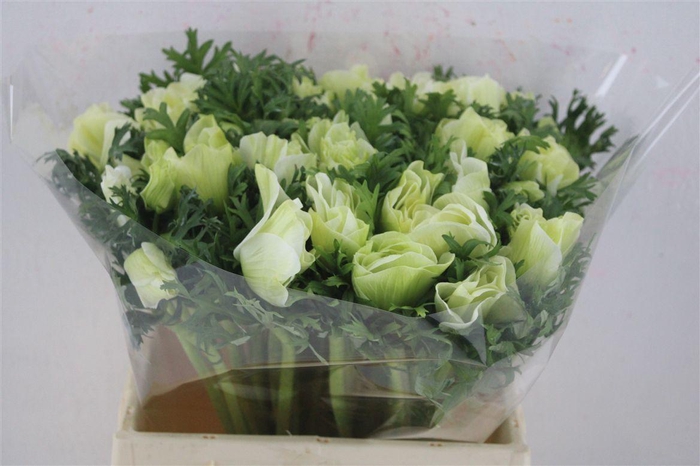 <h4>Anem Mistral Super White</h4>