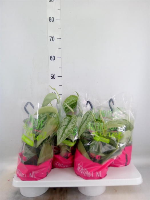 <h4>Scindapsus pictus 'Trebie'</h4>