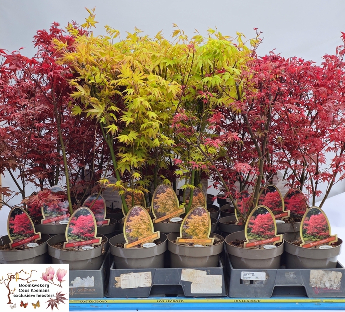 <h4>ACER PALMATUM</h4>