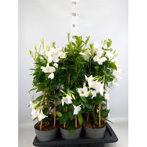Mandevilla sand. 'SumStar White'