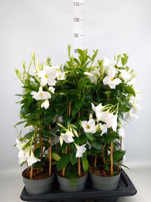 <h4>Mandevilla sand. 'SumStar White'</h4>