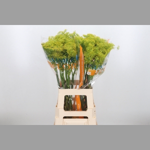Anethum Graveolens