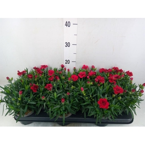 Dianthus  'Oscar Dark Red'