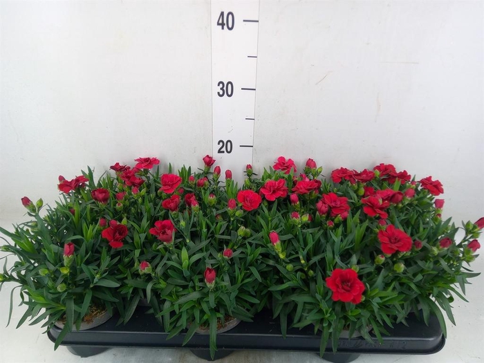 <h4>Dianthus  'Oscar Dark Red'</h4>