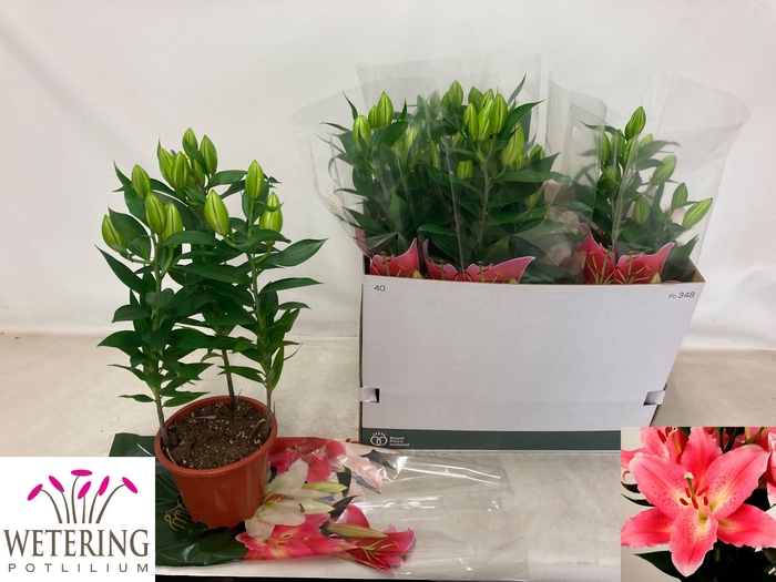 <h4>LIL OR SUNNY CAMINO</h4>