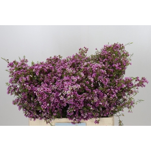 Chamelaucium Kerryn