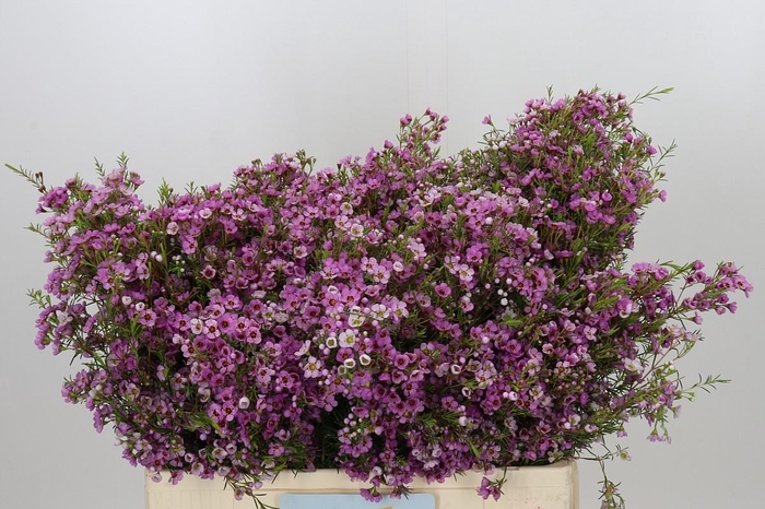 <h4>Chamelaucium Kerryn</h4>