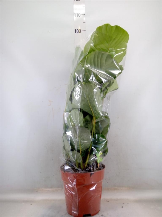 <h4>Calathea orbifolia</h4>