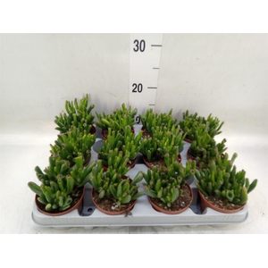 Crassula ovata 'Gollum'