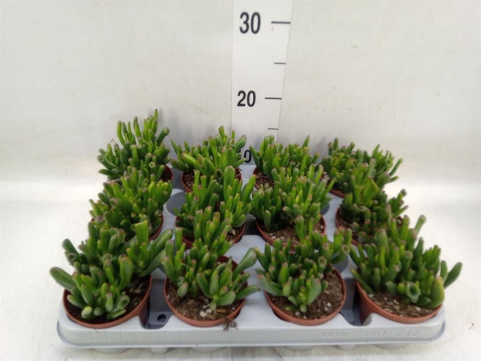 <h4>Crassula ovata 'Gollum'</h4>