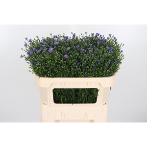 Aster casamare