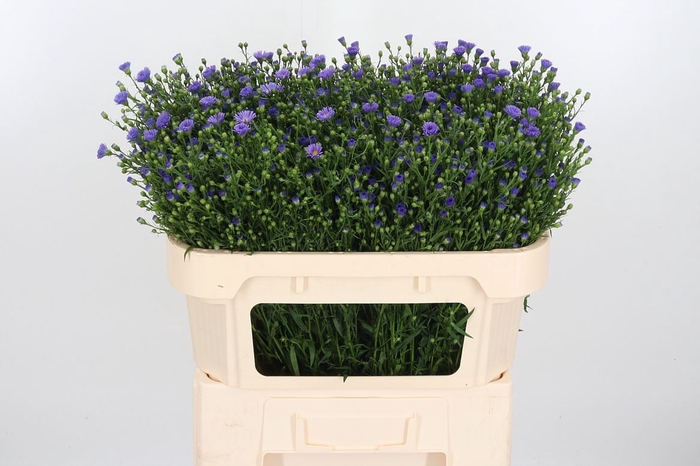<h4>Aster casamare</h4>
