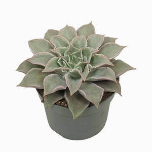 Echeveria ...