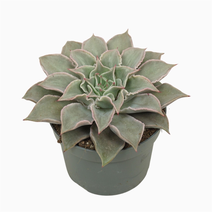 <h4>Echeveria   ...</h4>